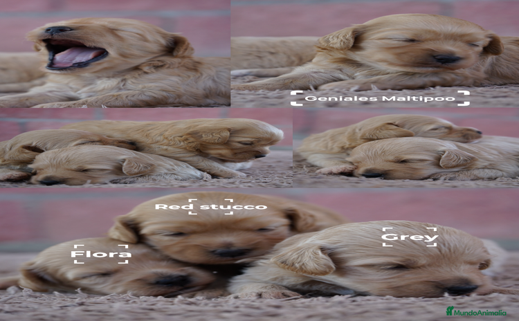 Maltipoo perros - Anuncio 1