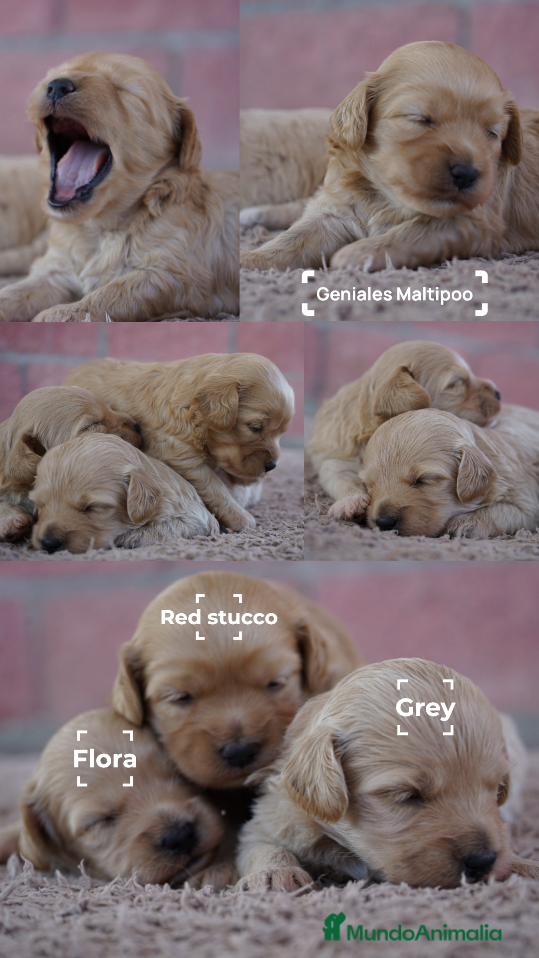 Maltipoo perros en venta: 🌸 TRES PEQUEÑAS MALTIPOO 🌸 - Imagen 1