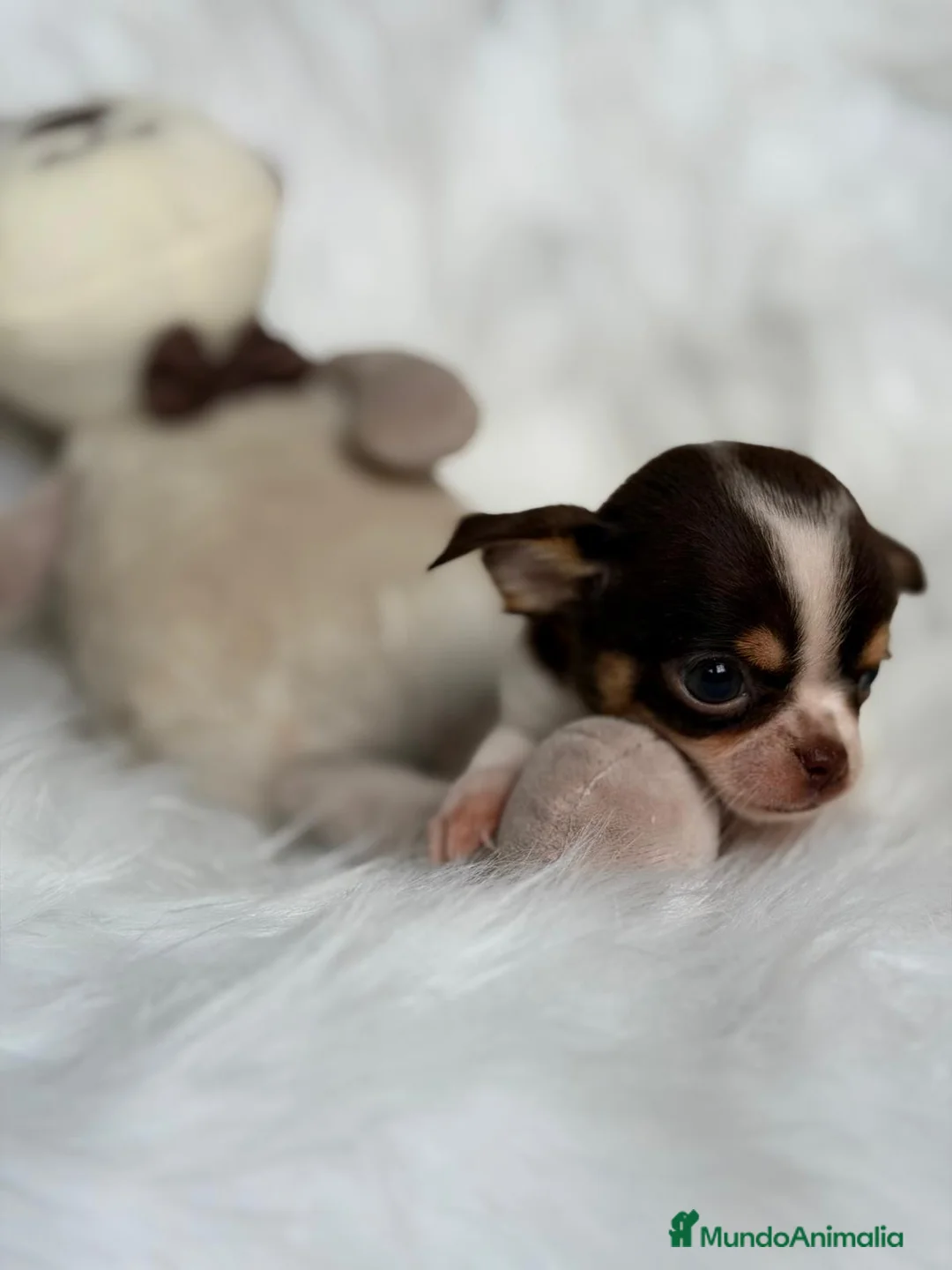 Chihuahua perros en venta: CHIHUAHUA TRICOLOR MACHO  - Anuncio 3