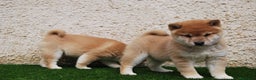 Shiba Inu perros en venta: SHIBA INU, CACHORROS DISPONIBLES en Madrid - Anuncio 8