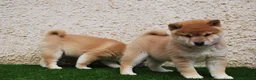 Shiba Inu perros en venta: SHIBA INU, CACHORROS DISPONIBLES en Madrid - Anuncio 8