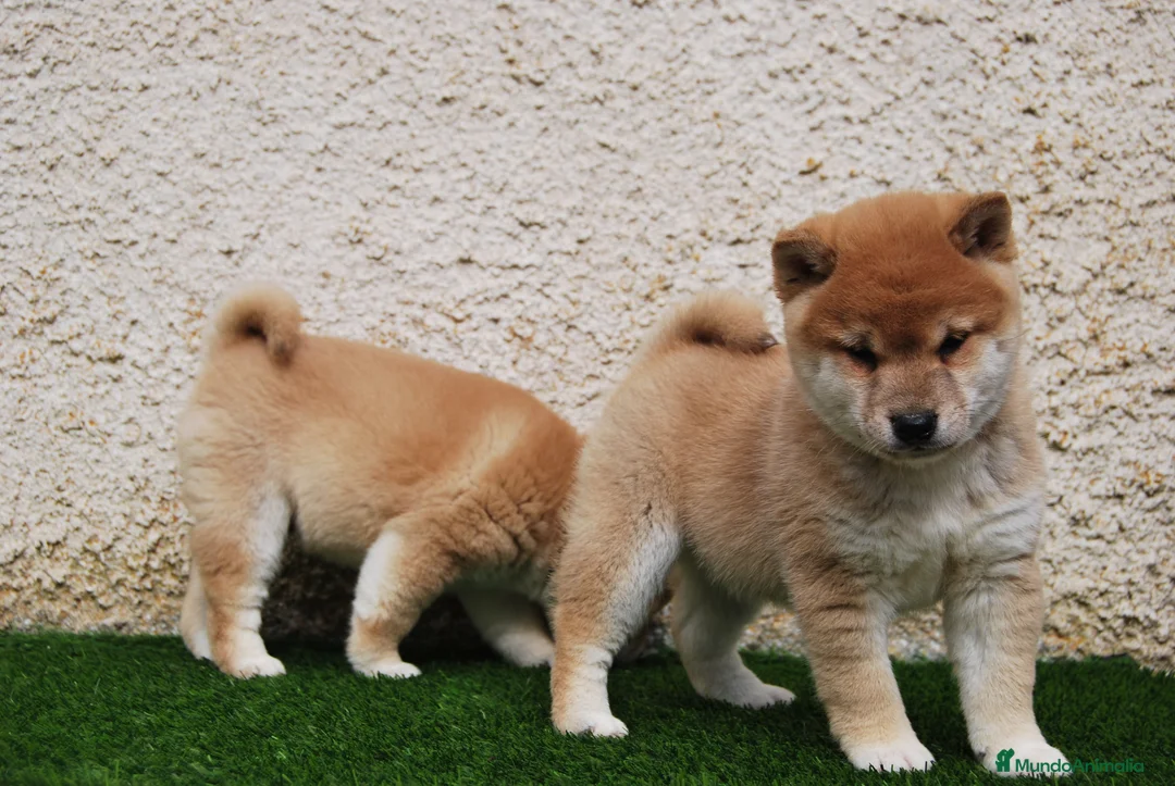 Shiba Inu perros en venta: SHIBA INU, CACHORROS DISPONIBLES en Madrid - Anuncio 8