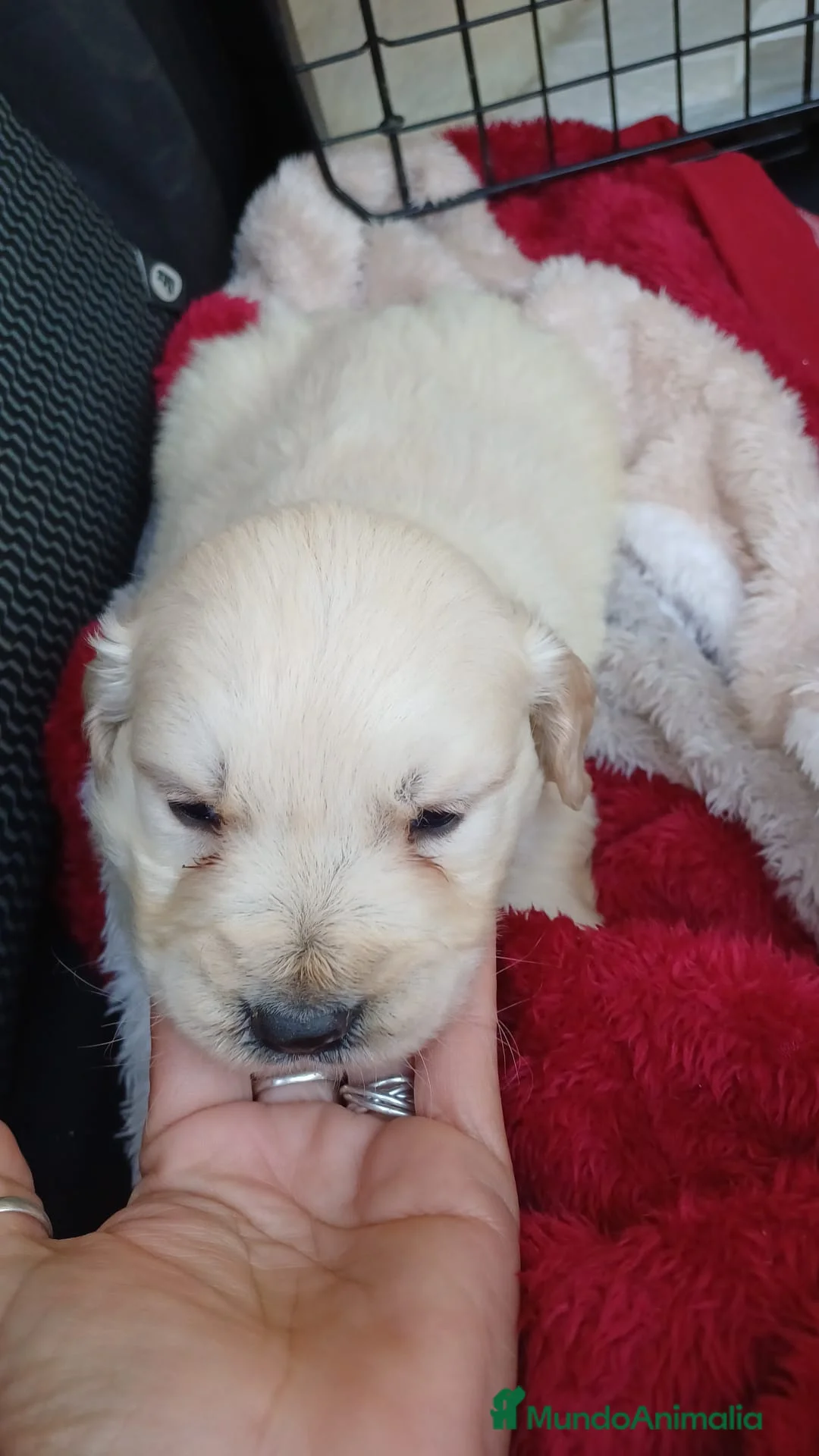 Golden Retriever perros en venta: Espectacular camada de golden retriever  - Anuncio 3