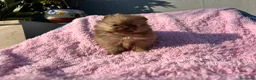 Pomerania perros en venta: Pomerania mini linea rusa  - Anuncio 5