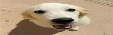 Golden Retriever 1