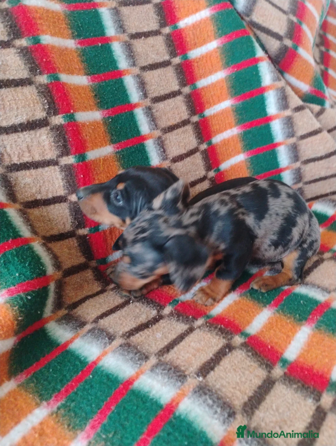 Teckel Miniatura perros en venta: Cachorra teckel arlequín plata  - Anuncio 4