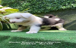 Border Collie perros en venta: Border Collie De Villa Biznaga - Imagen 10