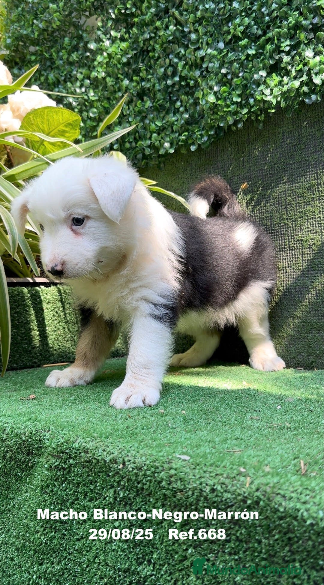 Border Collie perros en venta: Border Collie De Villa Biznaga - Imagen 10