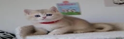 Británico de Pelo Corto gatos en venta: British Lilac golden y blue golden - Anuncio 4