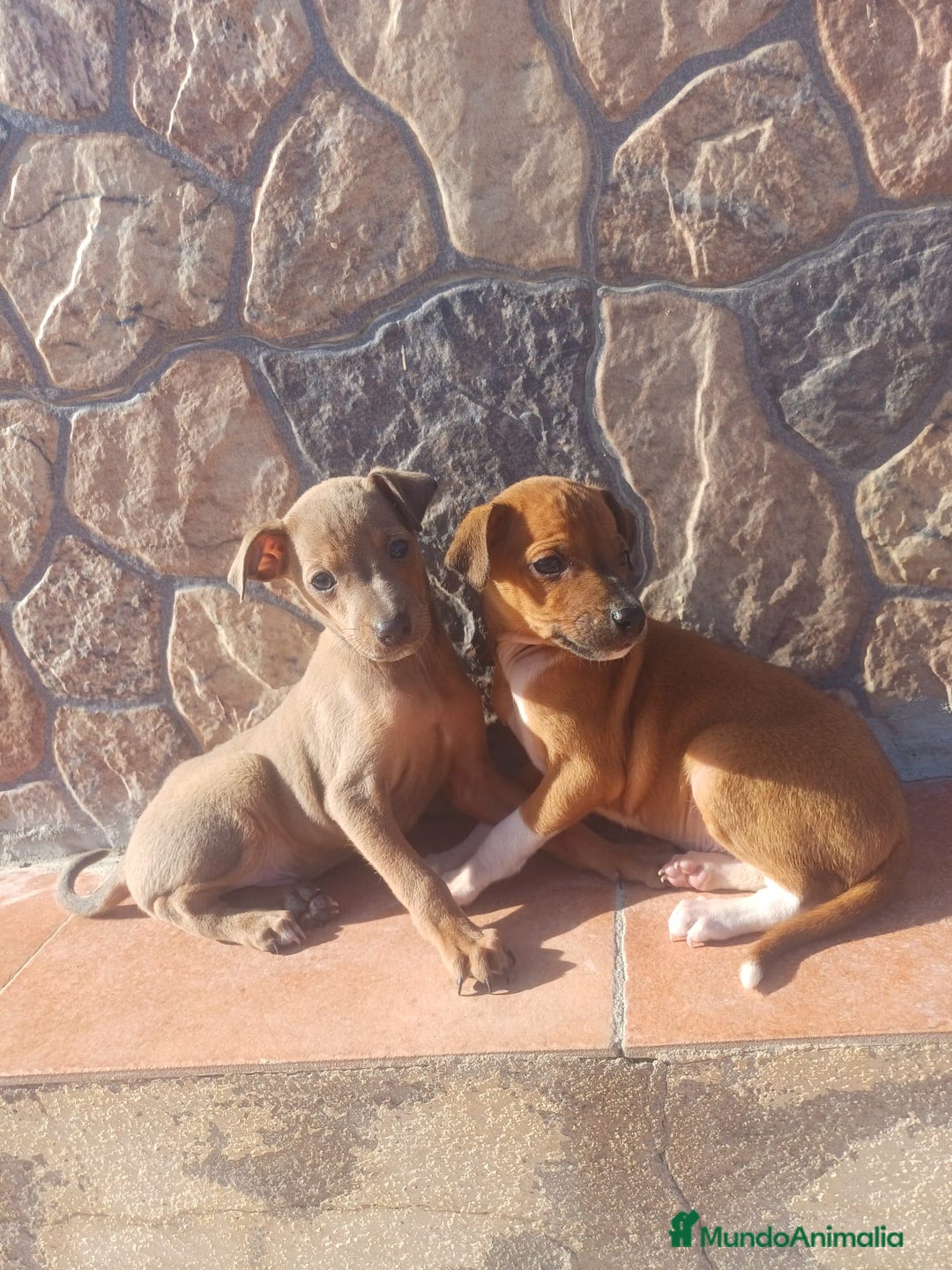 Pequeño Lebrel Italiano perros en venta: Piccolo italiano Isabella  - Anuncio 3