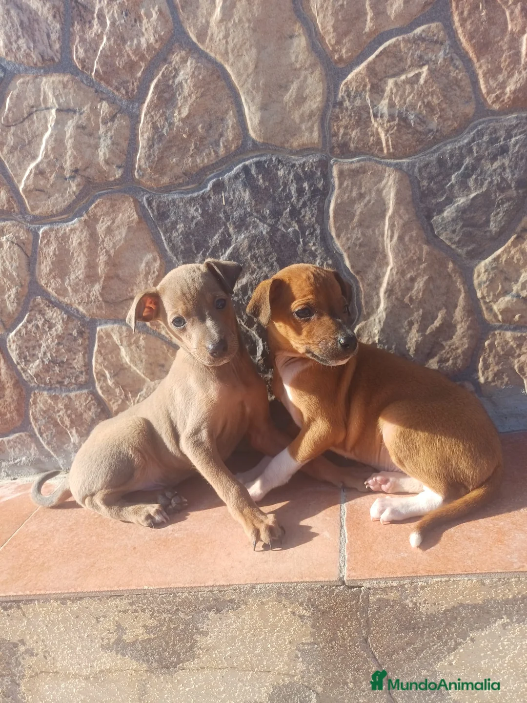 Pequeño Lebrel Italiano perros en venta: Piccolo italiano Isabella  - Anuncio 3