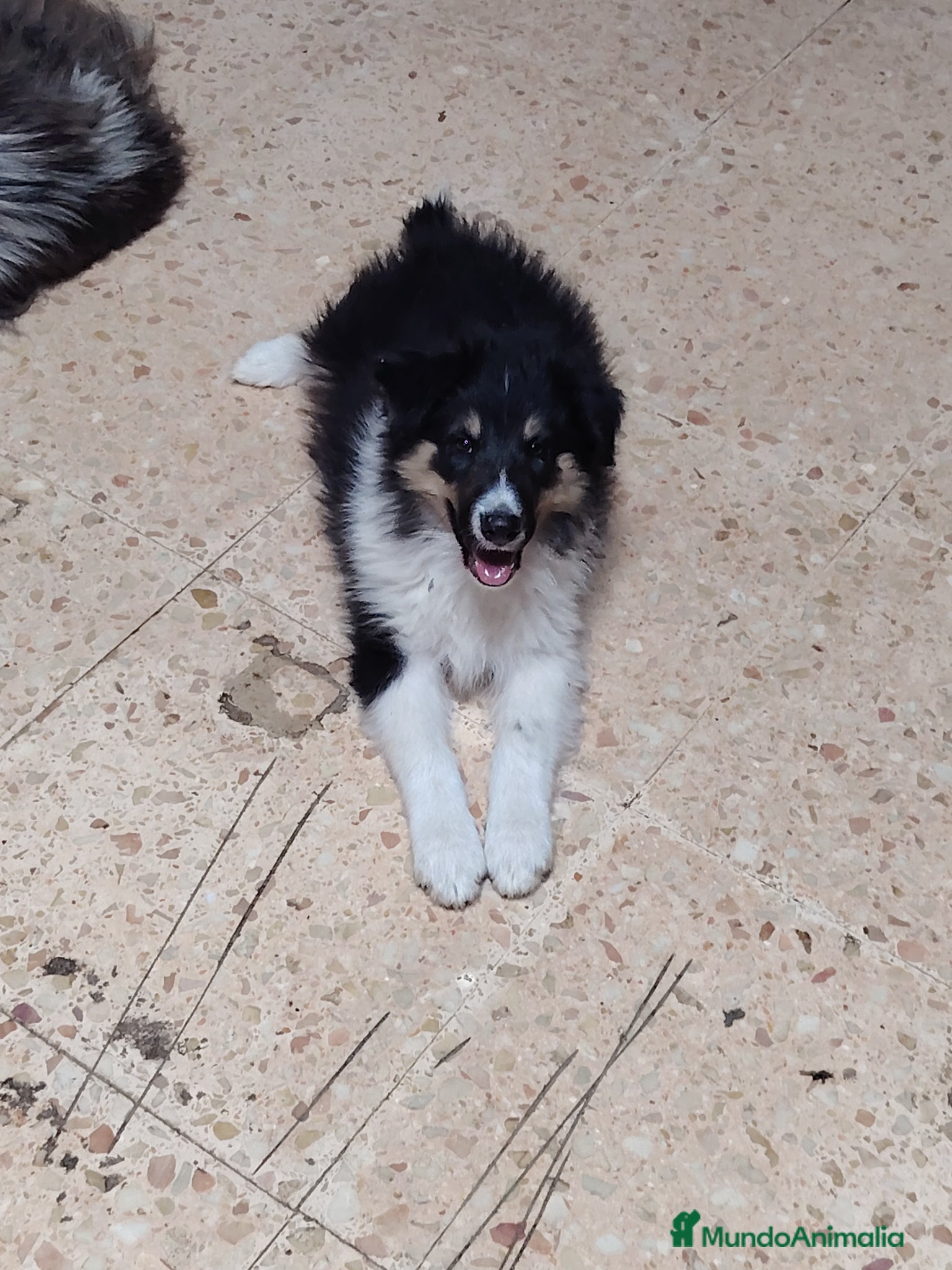Collie de Pelo Largo perros Rough collie  - Anuncio 1