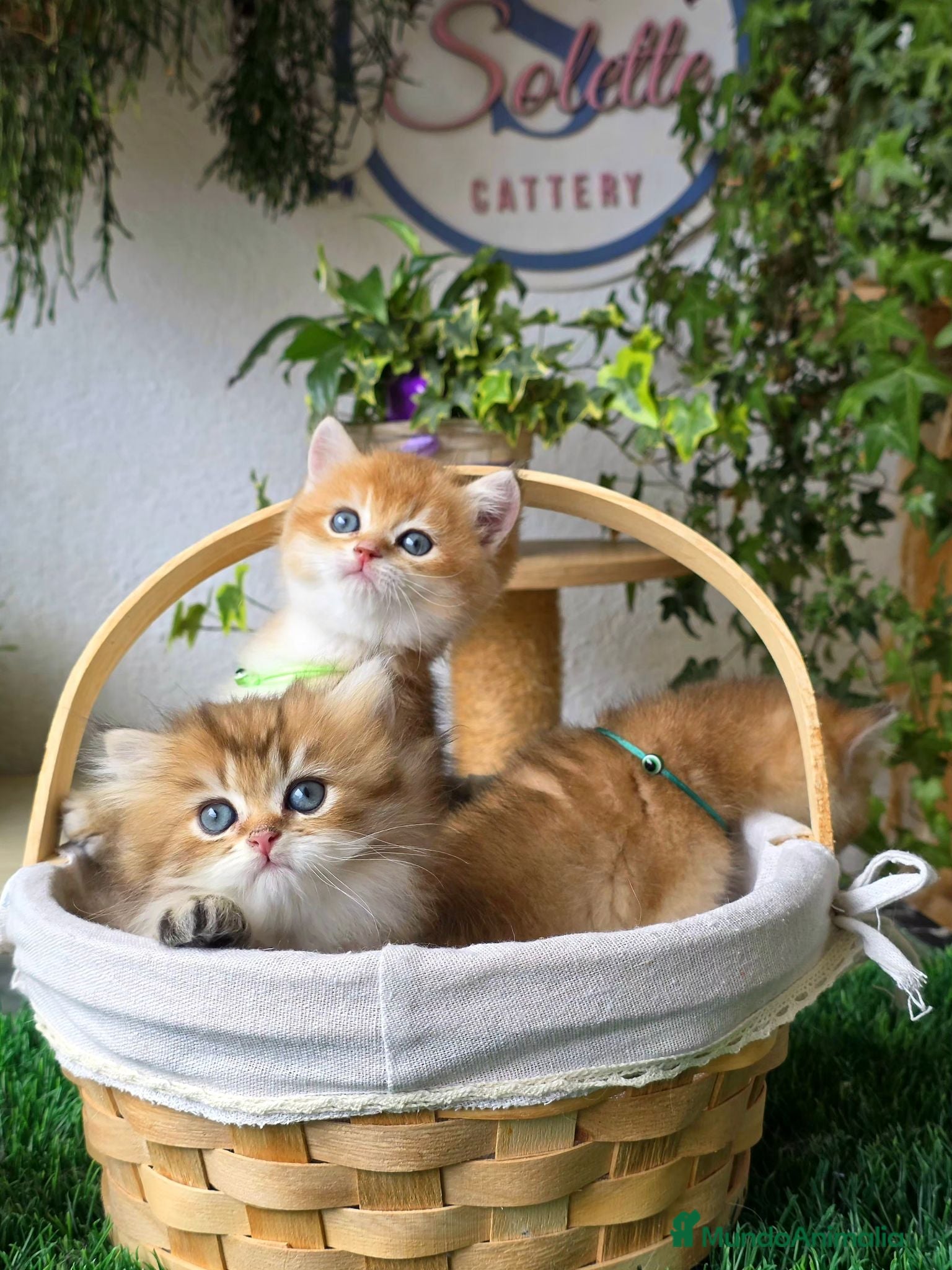 Británico de Pelo Corto gatos Gatitos british con el Pedigree  - Anuncio 1
