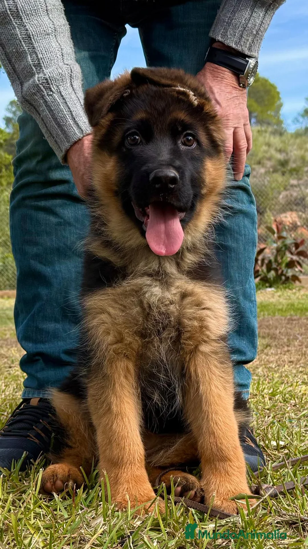 Pastor Alemán perros en venta: 🔥 Cachorros Pastor Alemán con Pedigrí  - Anuncio 1