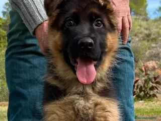 Pastor Alemán perros 🔥 Cachorros Pastor Alemán con Pedigrí - Anuncio 2