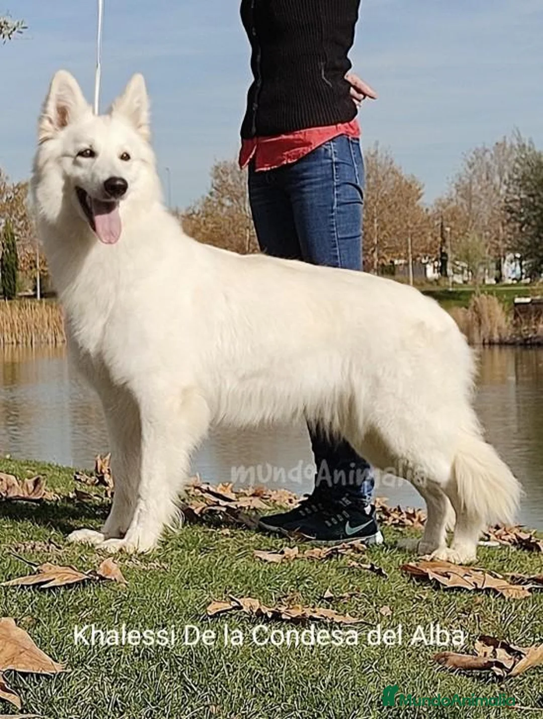 Imagen de galería {{count}}