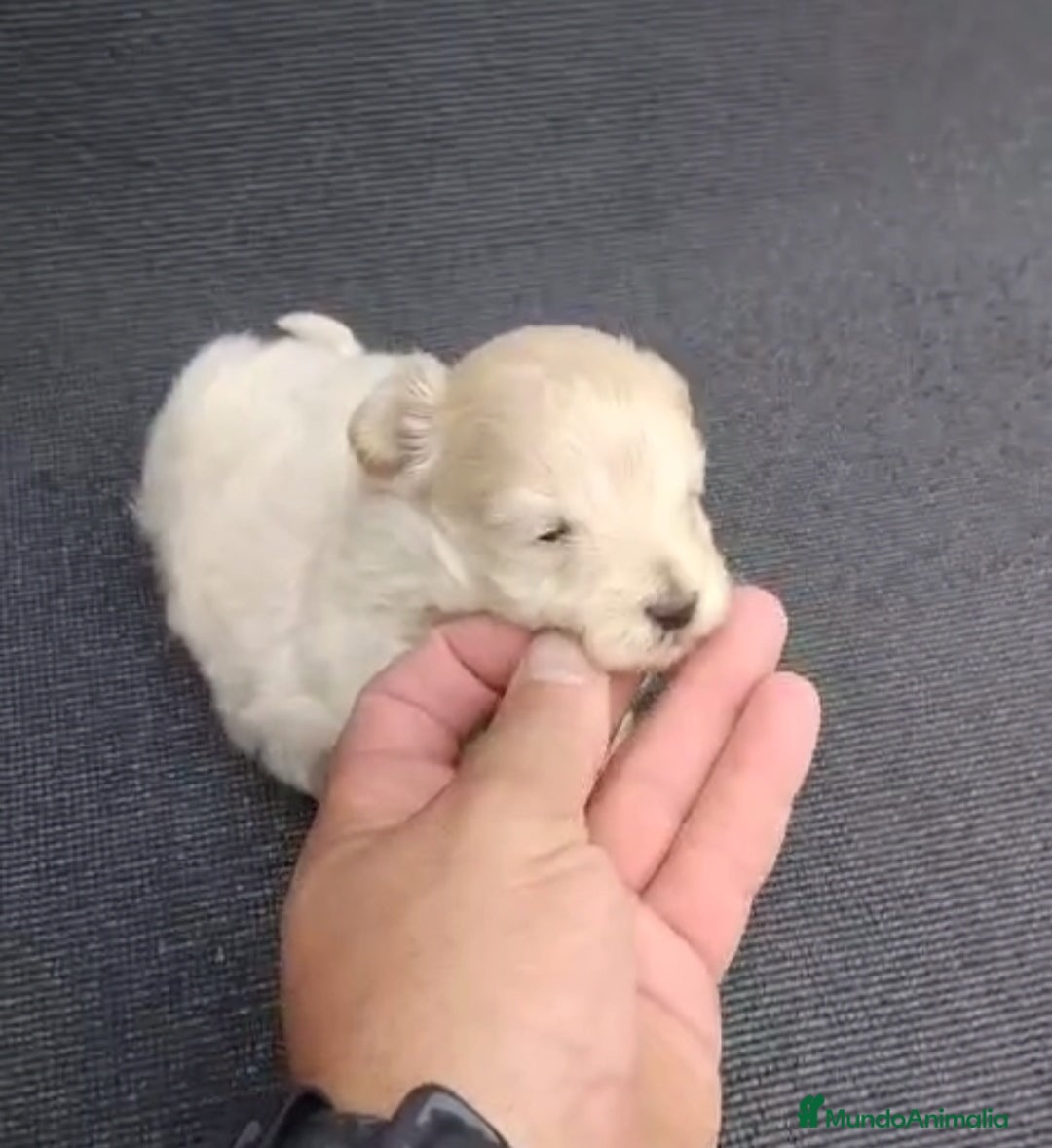 Maltipoo perros Preciosa maltipoo toy - Anuncio 19