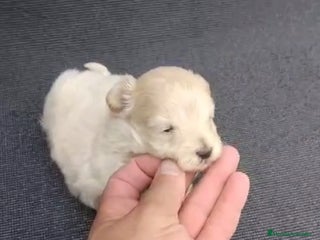 Maltipoo perros - Anuncio 9