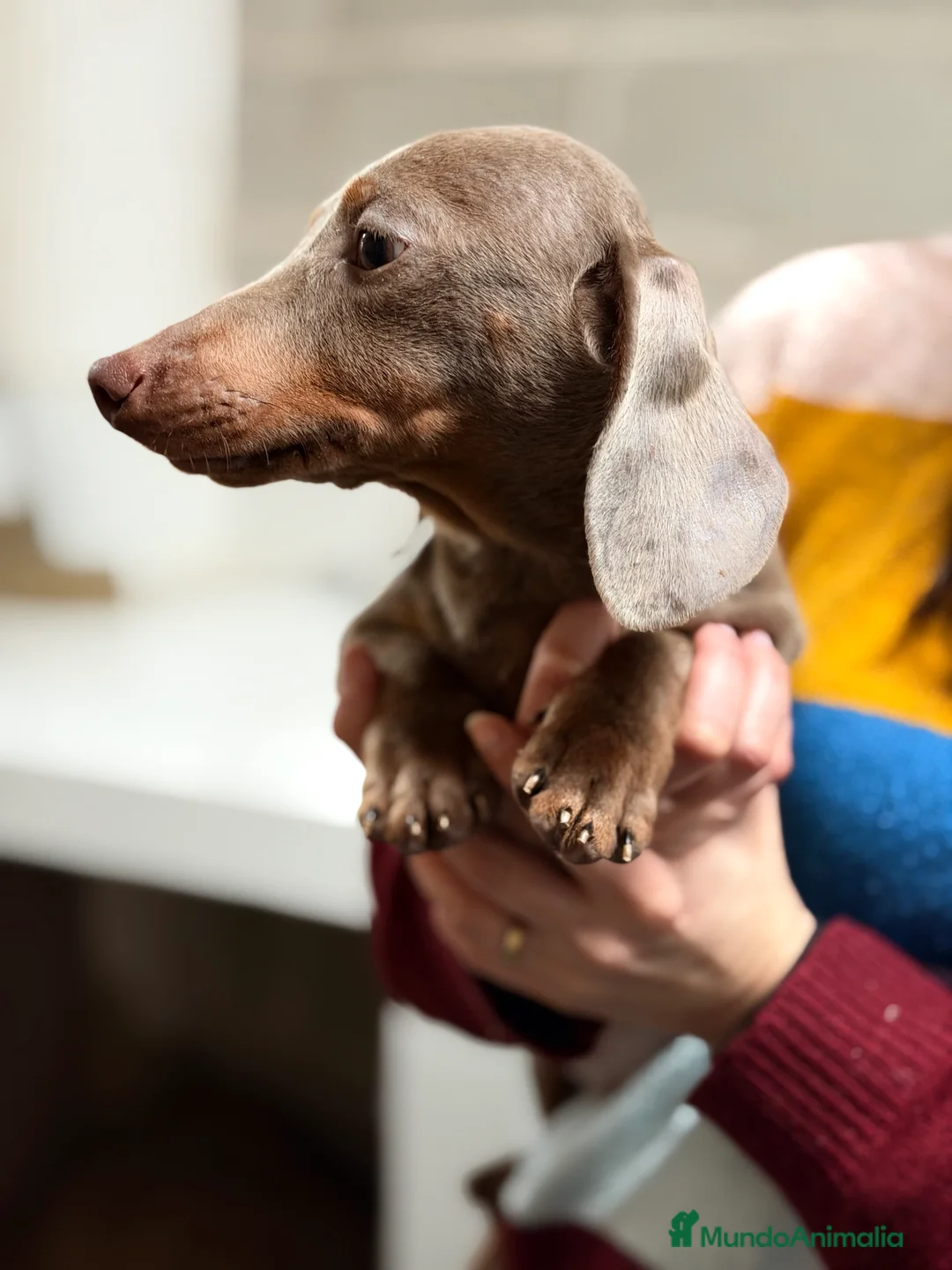 Teckel Miniatura perros en venta: Teckel Lilac  - Anuncio 8