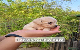 Labradoodle perros en venta: Labradoodle F3 - Imagen 1