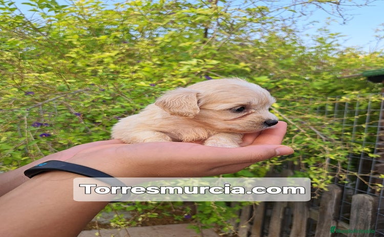 Labradoodle perros - Anuncio 1