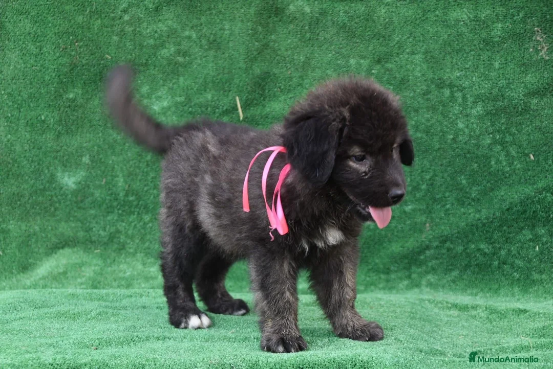 Pastor del Cáucaso perros en venta: Disponible Pastor del Cáucaso de calidad  - Anuncio 2