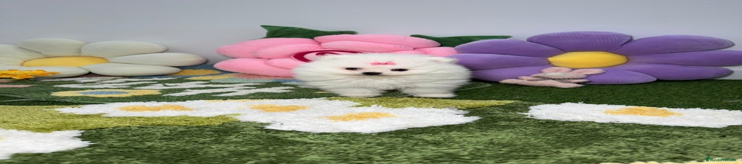 Pomerania Cachorro 2