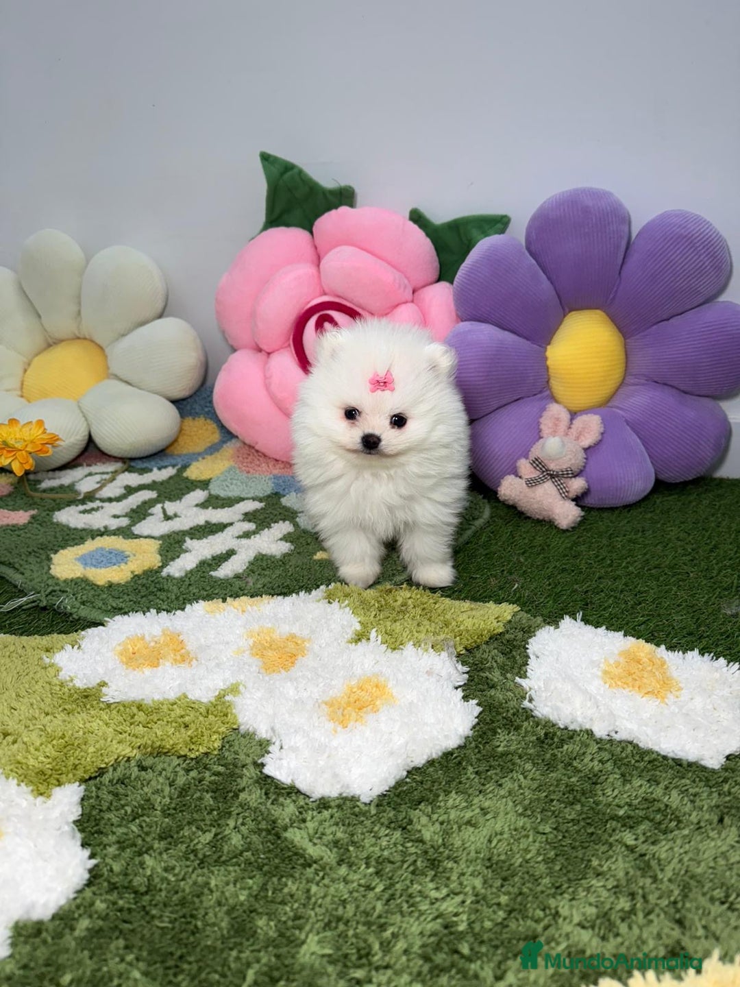 Pomerania perros en venta: Pomerania Blanco Puro - Imagen 5