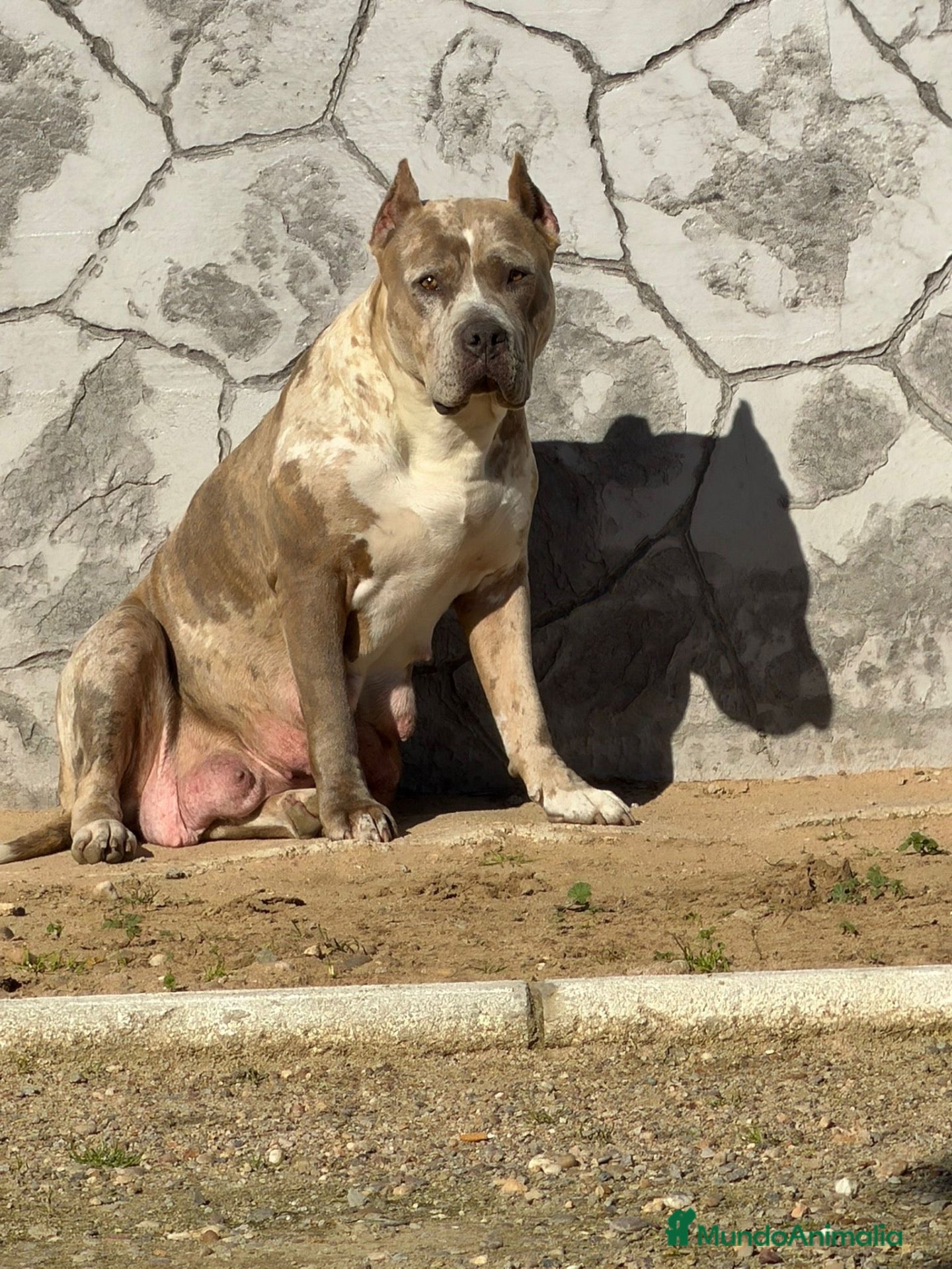 American Pit Bull Terrier perros Pitbull xl merlets - Anuncio 1