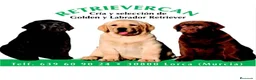 Labrador Retriever perros en venta: Cachorros labrador negro con pedigree  - Anuncio 3