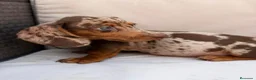 Teckel Miniatura perros en venta: TECKEL MINIATURA ARLEQUIN CHOCOLATE  - Anuncio 6