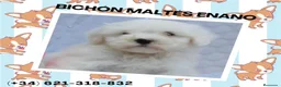 Bichón Maltés perros en venta: PRECIOSOS BICHON MALTES  LINEA TOY  - Anuncio 1