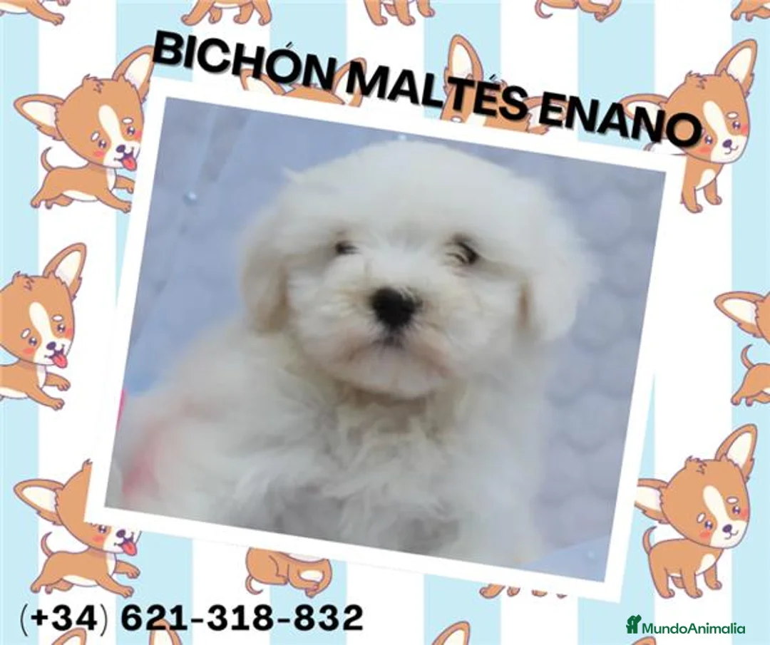 Bichón Maltés perros en venta: PRECIOSOS BICHON MALTES  LINEA TOY  - Anuncio 1