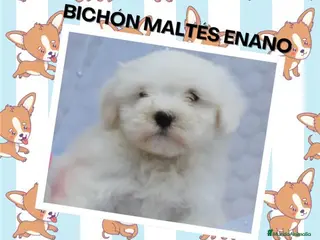 Bichón Maltés perros PRECIOSOS BICHON MALTES LINEA TOY - Anuncio 2