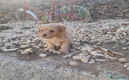 Yorkshire Terrier perros en venta: YORKSHIRE - Imagen 7