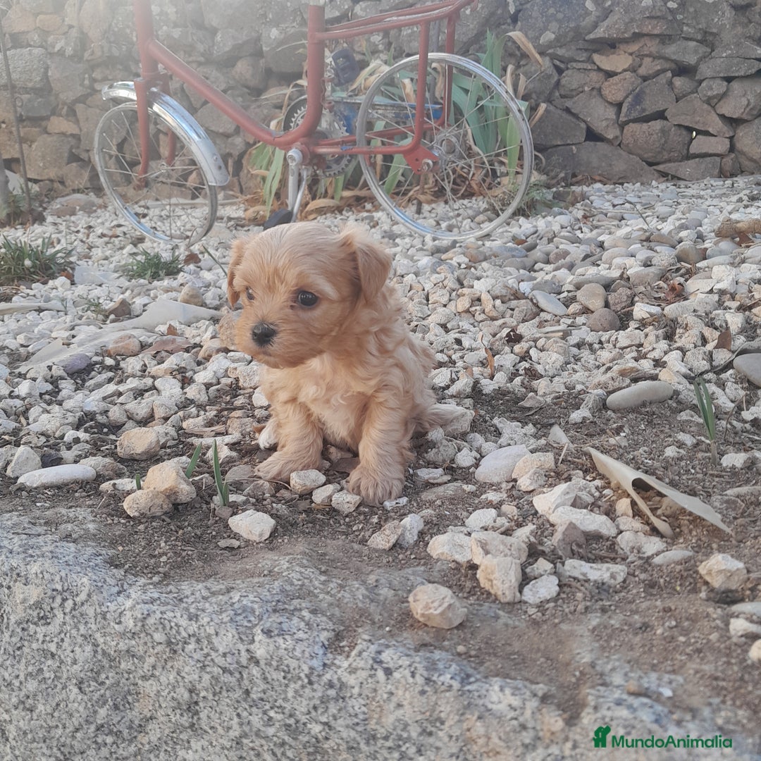 Yorkshire Terrier perros en venta: YORKSHIRE - Imagen 7