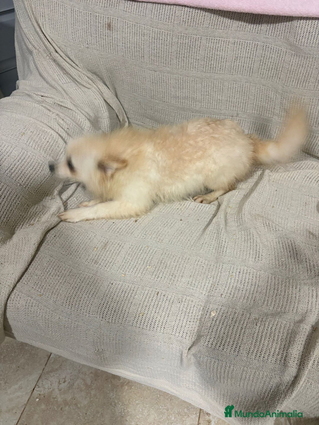 Pomerania perros en venta: Pomeranias machos 6 meses - Anuncio 9
