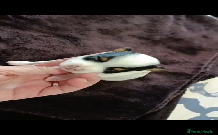 Biewer Yorkshire Terrier a la Pom Pon perros Yorkshire biewer toy  - Anuncio 1