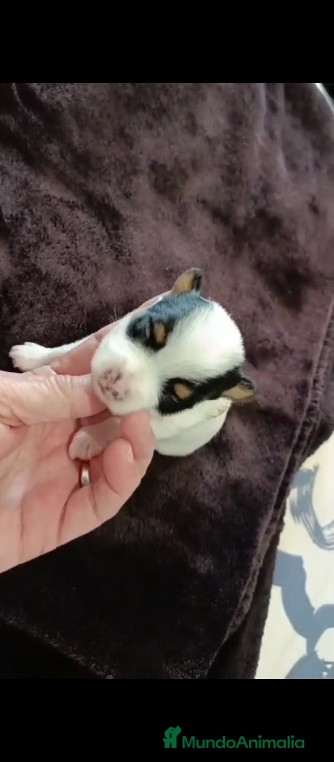 Biewer Yorkshire Terrier a la Pom Pon perros en venta: Yorkshire biewer toy  - Anuncio 1