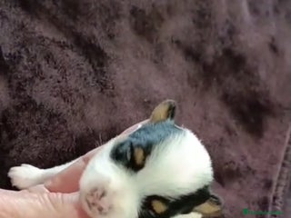 Biewer Yorkshire Terrier a la Pom Pon perros Yorkshire biewer toy - Anuncio 1