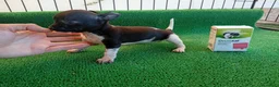 Chihuahua perros en venta: Chihuahua toy  - Anuncio 2