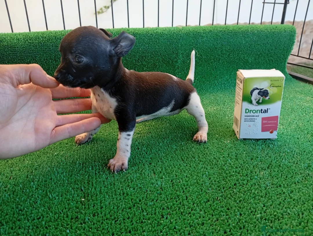 Chihuahua perros en venta: Chihuahua toy  - Anuncio 2