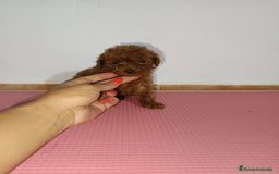 Caniche Toy perros en venta: Caniche toy - Imagen 3