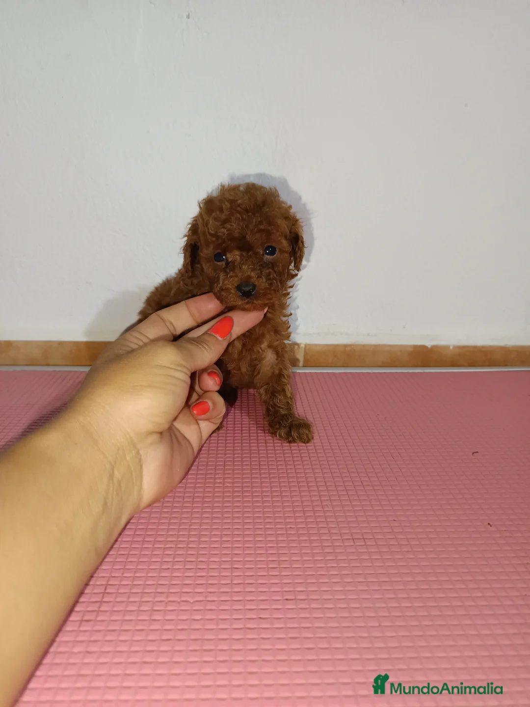 Caniche Toy perros en venta: Caniche toy - Anuncio 3