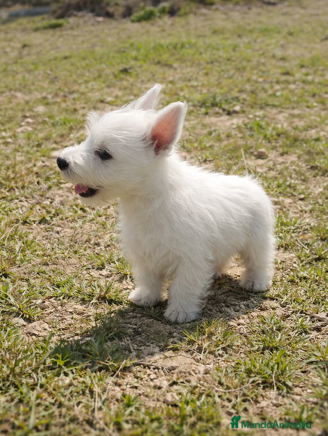 West Highland White Terrier perros en venta: HERMOSOS WEST HIGHLAND - Anuncio 2