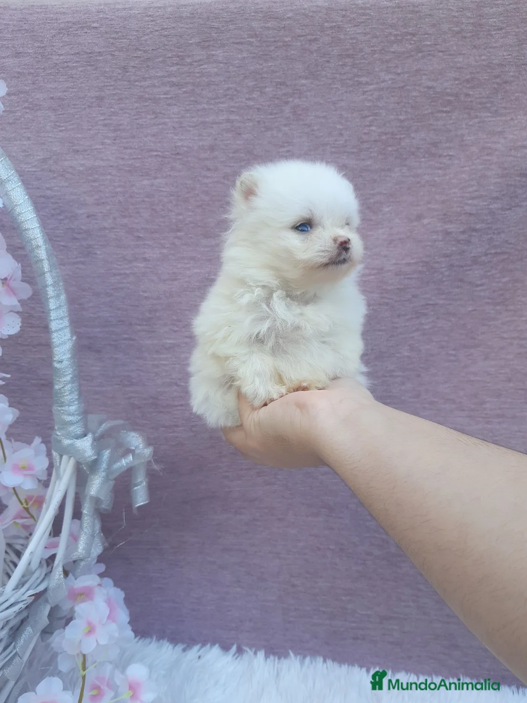 Pomerania perros en venta: PRECIOSO CACHORITO DE POMERANIA TOY   - Anuncio 21