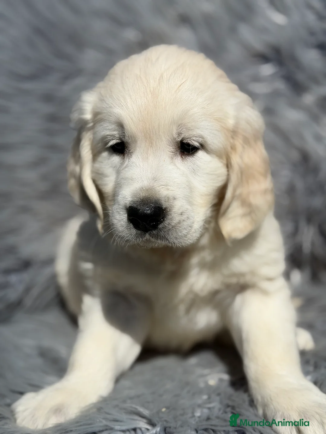 Golden Retriever perros en venta: Golden macho  - Anuncio 2