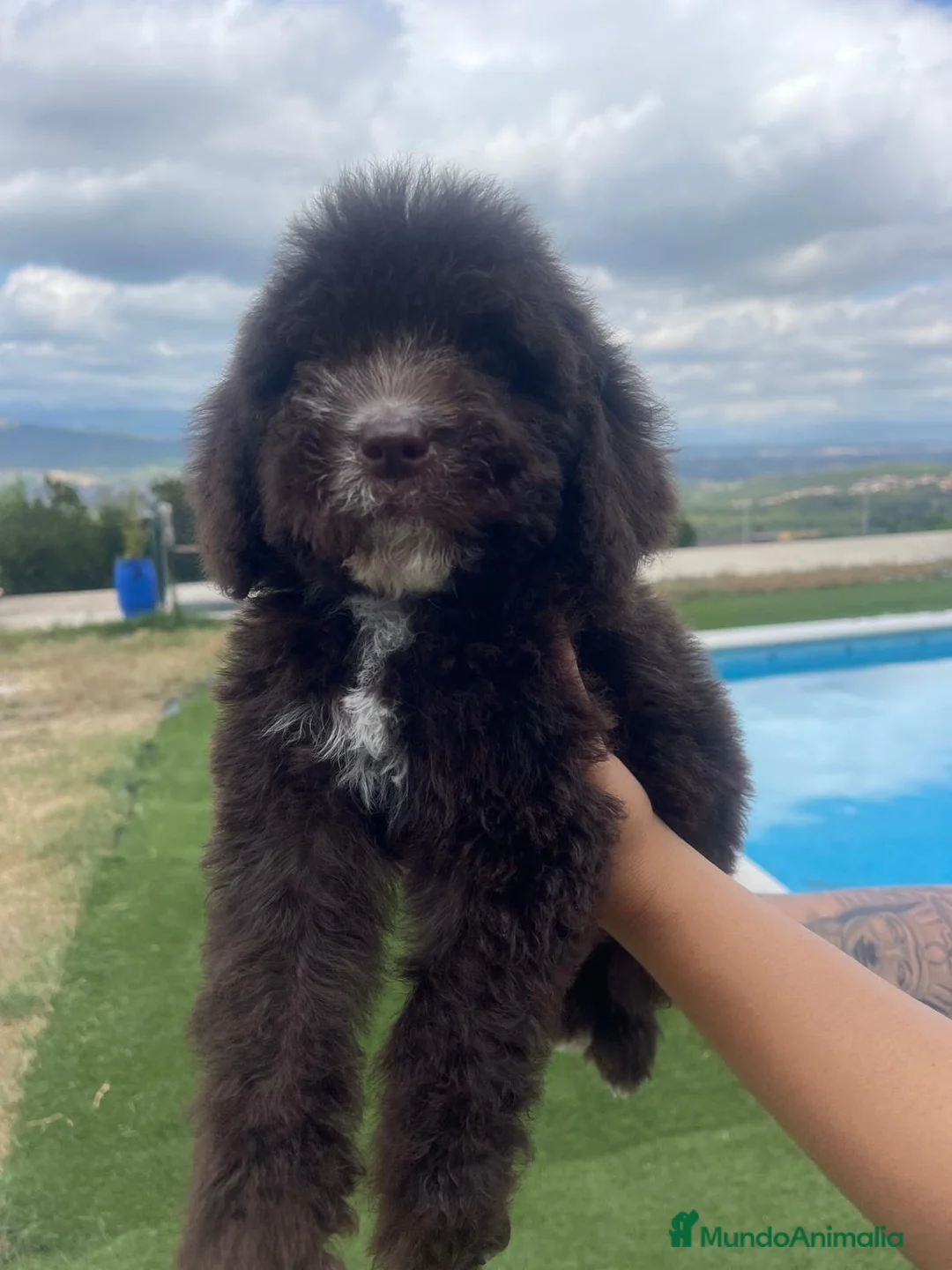 Perro de Agua Español perros en venta: Perro de Agua Español color chocolate 🐾 - Anuncio 2