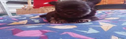 Chihuahua perros en venta: Camada Flapi Chihuahua  - Anuncio 10