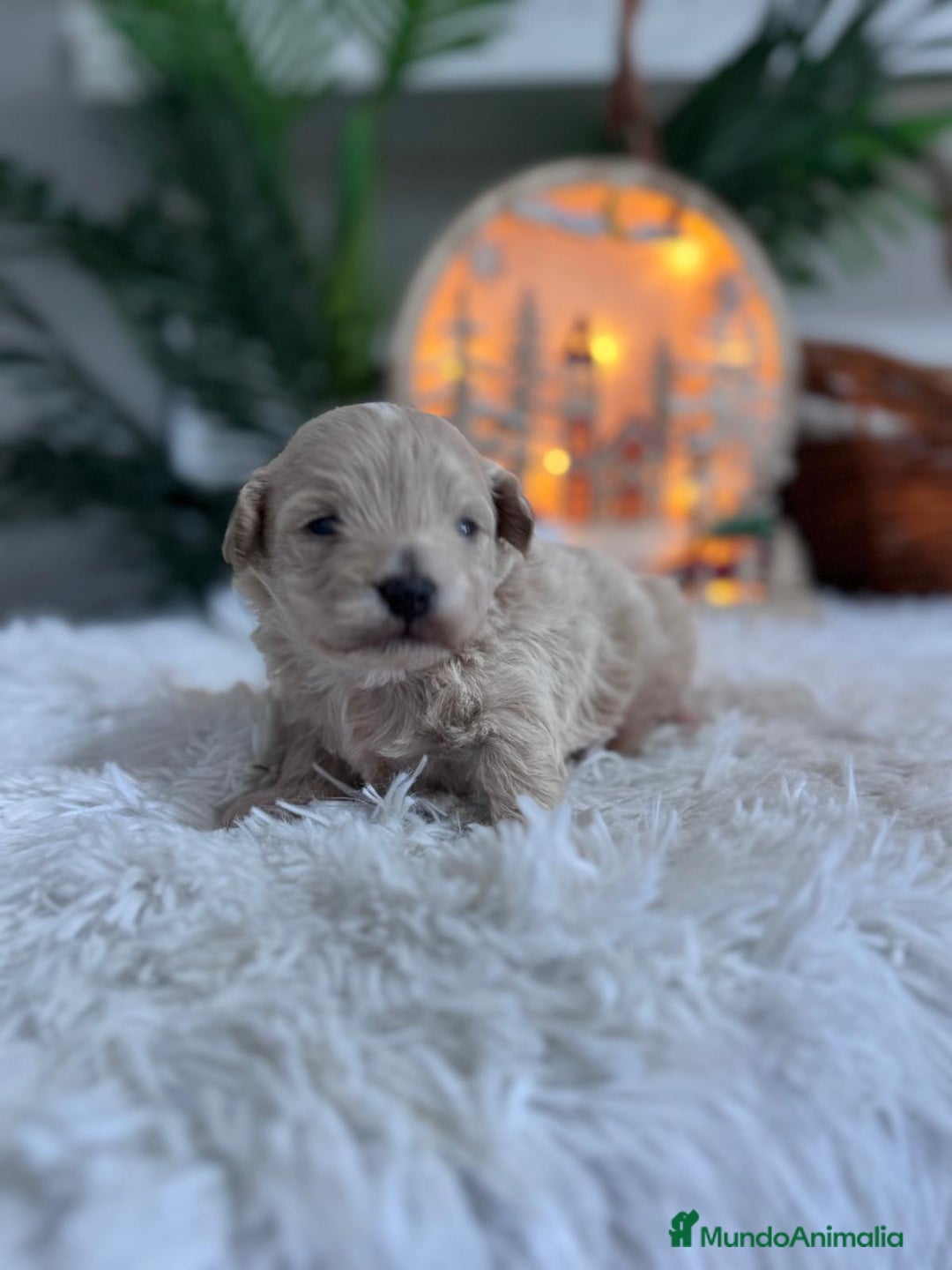 Maltipoo perros en venta: MALTIPOO  - Anuncio 13